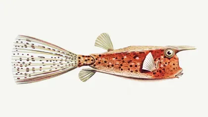 fish plate