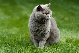 Мега котэ