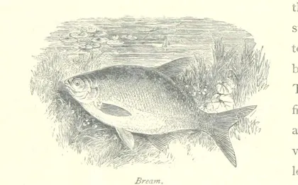 fish 196
