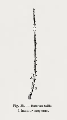 plant study