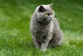 Мега котэ