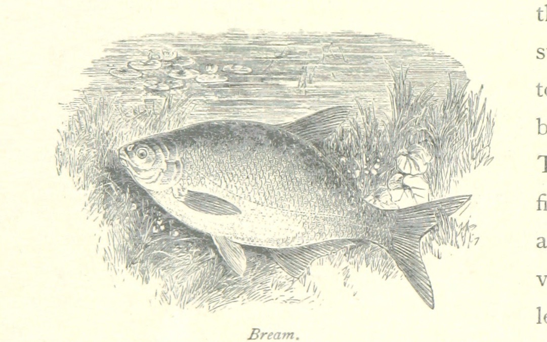 fish 196