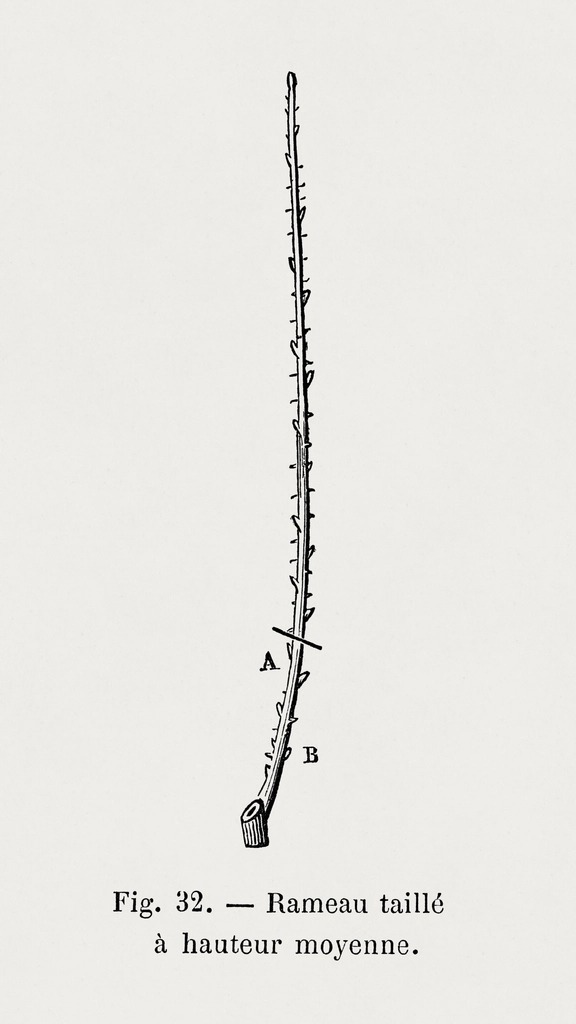 plant study