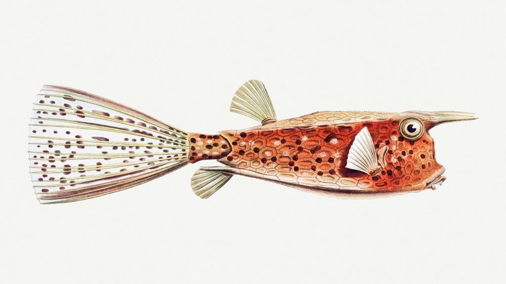 fish plate